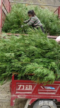 高度100厘米侧柏