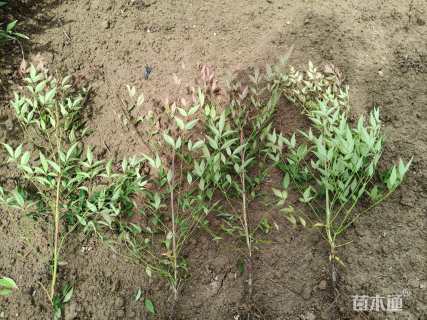 高度30厘米火焰南天竹