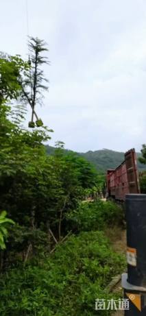 12公分小叶榄仁