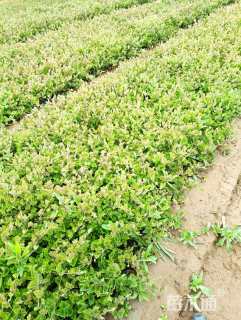 高度30厘米金山绣线菊