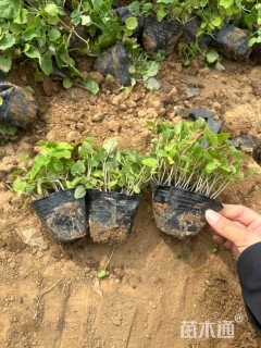 高度18厘米二月兰