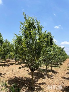 15公分西府海棠