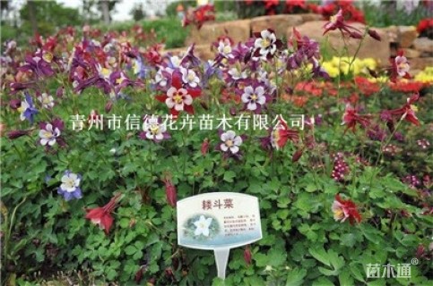 高度15厘米耧斗菜