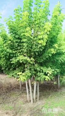 12公分金叶复叶槭