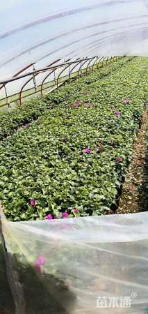 高度50厘米三角梅