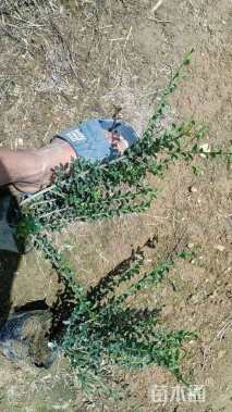 高度40厘米龟甲冬青