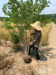 高度180厘米丛生金银木