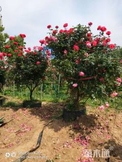 高度150厘米欧洲月季