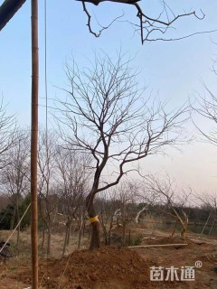 21公分造型朴树