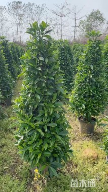 高度1.5厘米非洲茉莉