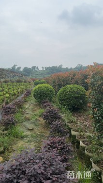 高度100厘米海桐