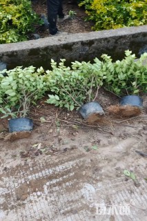 高度50厘米金森女贞