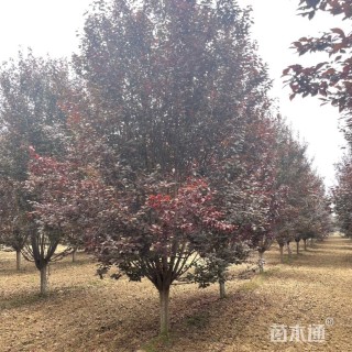 12公分紫叶李