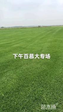 草毯状百慕大草