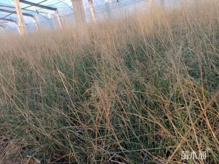 高度50厘米粉黛乱子草