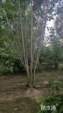 高度900厘米丛生白蜡