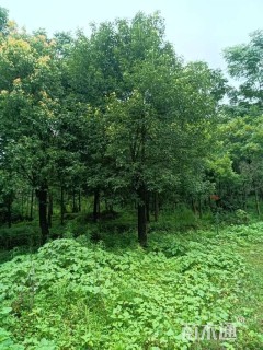 25公分香樟
