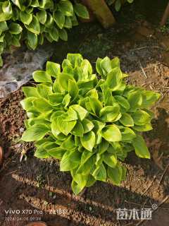 高度30厘米金边玉簪