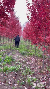 4公分美国红枫-红冠