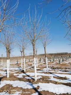 10公分金叶白蜡