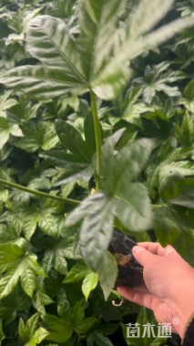 高度40厘米八角金盘