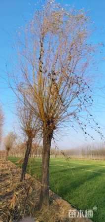 12公分金丝垂柳