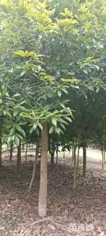 6公分楠木
