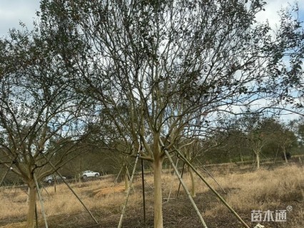 12公分四川红紫薇