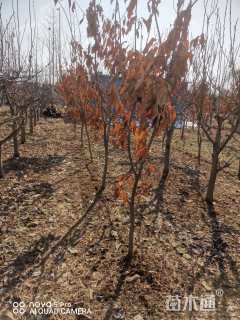 高度30厘米板栗小苗