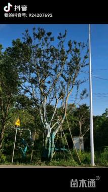 110公分(6杆)丛生朴树