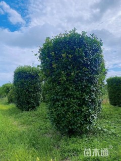 高度1.8厘米红叶石楠柱