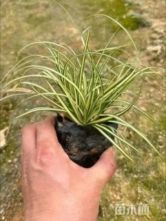 高度10厘米金丝苔草
