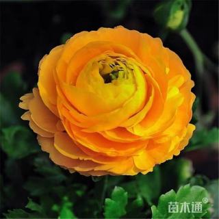 高度25厘米花毛茛