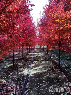 12公分美国红枫