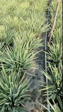 高度55厘米蓝叶山菅兰