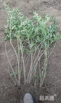 高度70厘米连翘