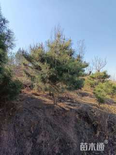 高度100厘米黑松