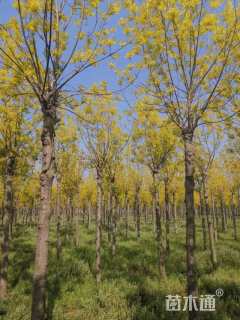 16公分金叶白蜡