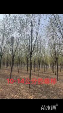 13公分速生垂柳