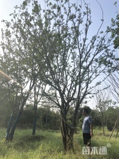 60公分丛生榔榆