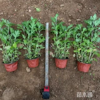 高度35厘米地被菊