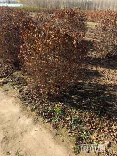 高度100厘米红王子锦带球