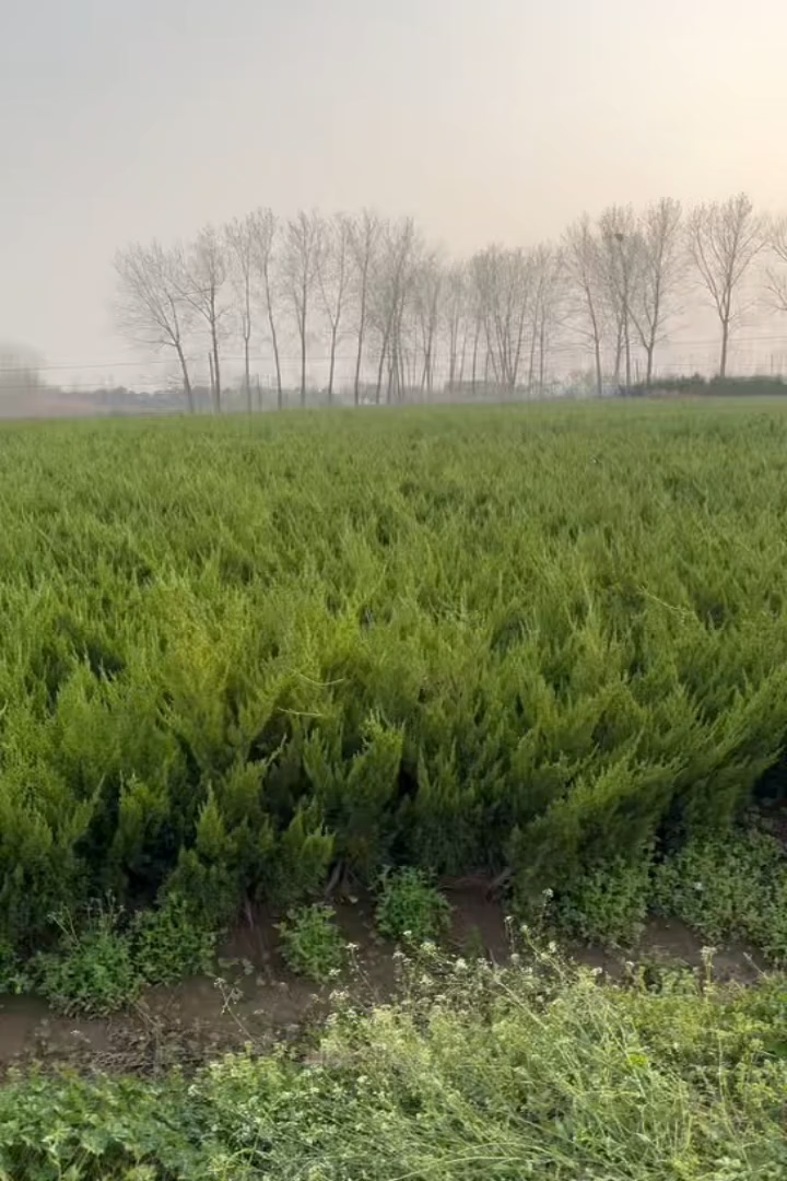 高度40厘米小龙柏