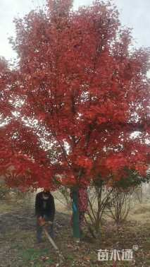 10公分美国红枫