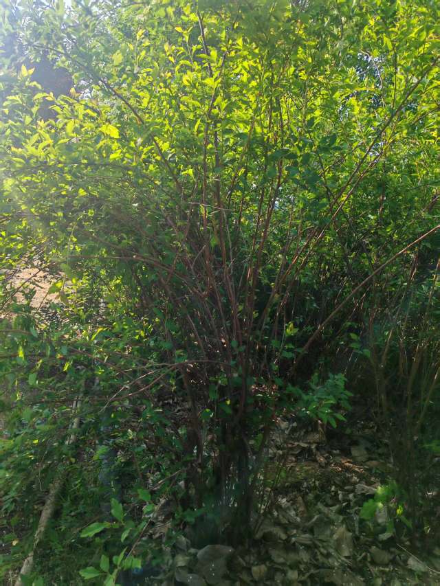 高度110厘米珍珠梅