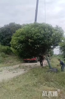 15公分桂花