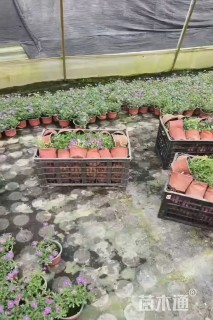 高度15厘米姬小菊