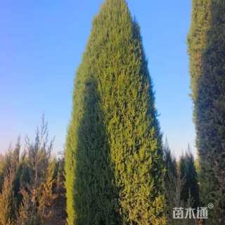 高度250厘米塔柏