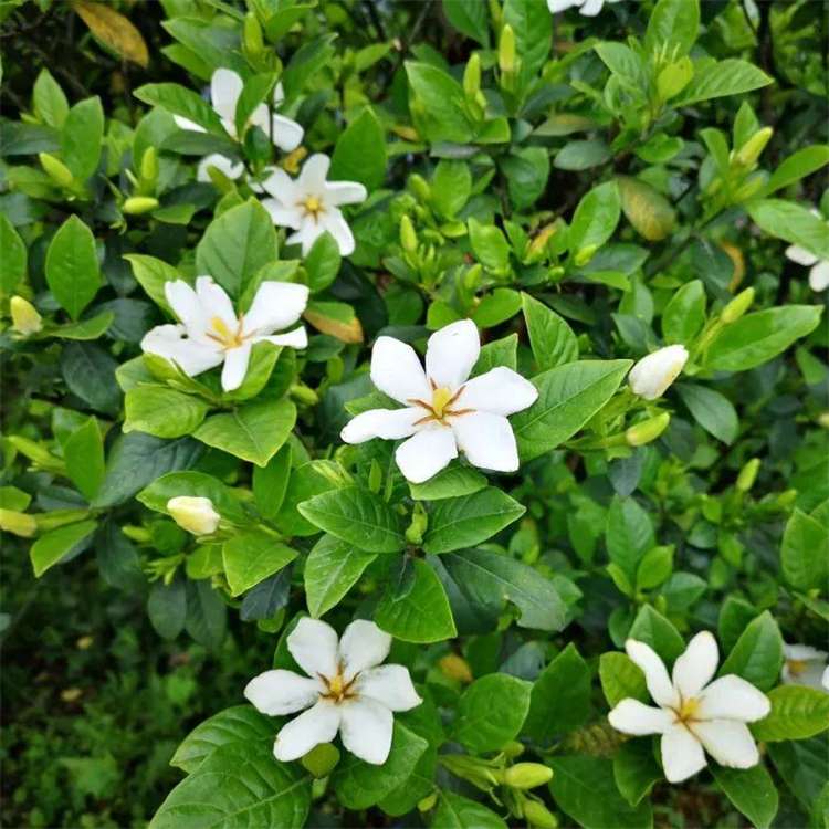 高度80厘米栀子花
