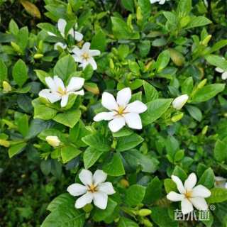 高度80厘米栀子花